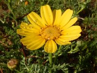 Anacyclus radiatus 7, Saxifraga-Ed Stikvoort